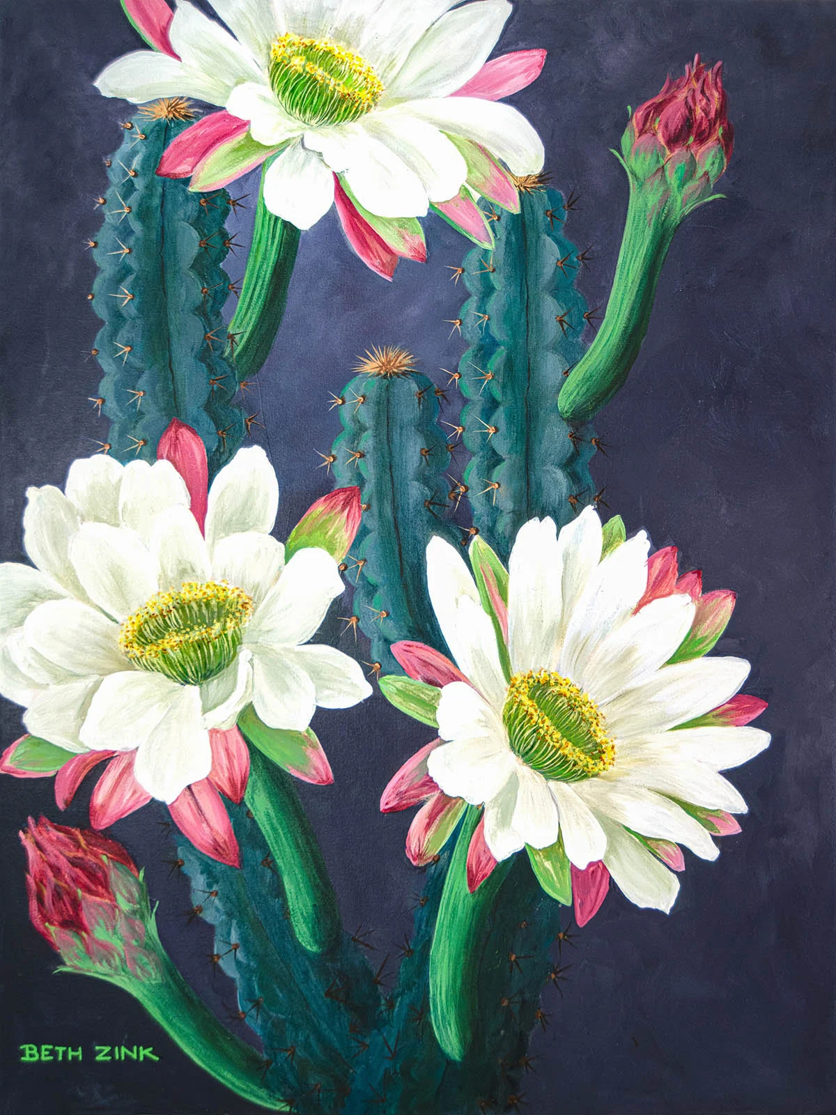 Oil painting by Beth Zink of three cactus flowers in full bloom, white with pink petals, set against a dark blue background.